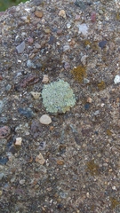 Protoparmeliopsis muralis