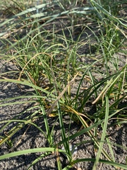 Carex arenaria