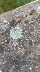 Protoparmeliopsis muralis