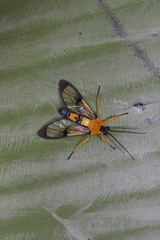 Pseudosphex leovazquezae