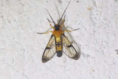 Pseudosphex leovazquezae