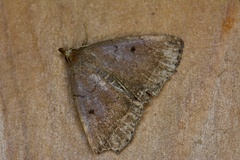 Zanclognatha protumnusalis