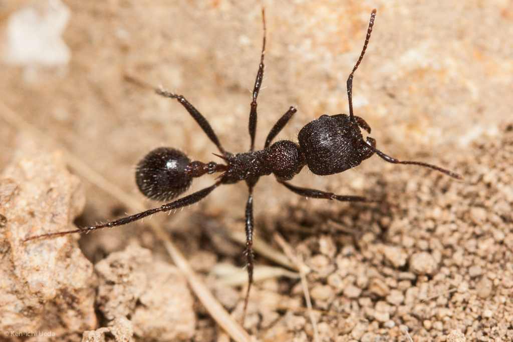 Andre's Harvester Ant