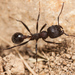 Andre's Harvester Ant - Photo (c) Ken-ichi Ueda, some rights reserved (CC BY), uploaded by Ken-ichi Ueda