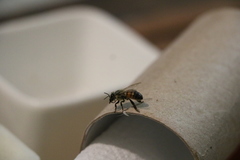 Apis mellifera