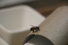 Apis mellifera