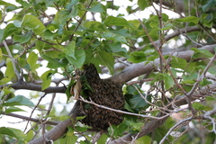 Apis mellifera