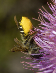Megachile inermis