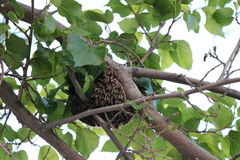 Apis mellifera