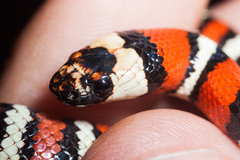 Lampropeltis multifasciata