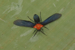 Psoloptera basifulva image