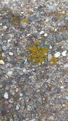 Candelariella vitellina