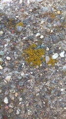 Candelariella vitellina