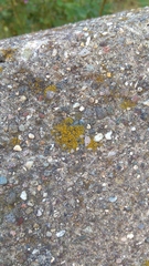Candelariella vitellina