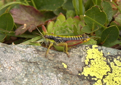 Epipodisma pedemontana