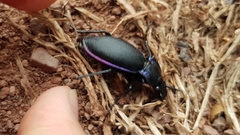Carabus purpurascens