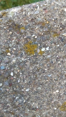 Candelariella vitellina