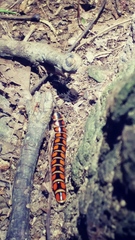 Pseudophengodes plumosa