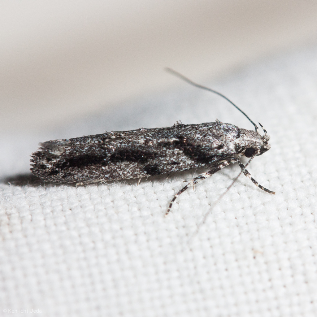 Xenolechia ceanothiella