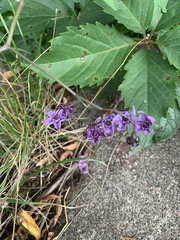 Solanum dulcamara