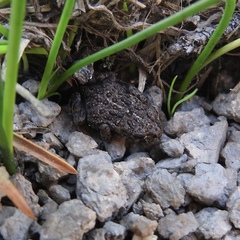 Anaxyrus canorus