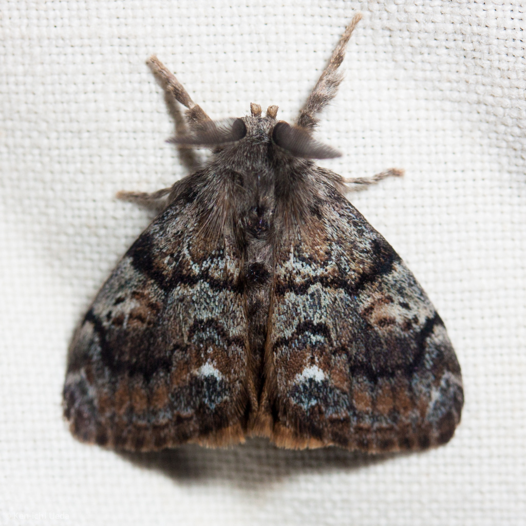 Orgyia vetusta