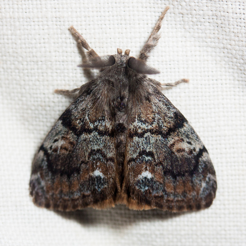 Western Tussock Moth (Orgyia vetusta) · iNaturalist
