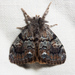Western Tussock Moth - Photo (c) Ken-ichi Ueda, some rights reserved (CC BY), uploaded by Ken-ichi Ueda