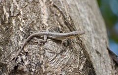 Anolis angusticeps