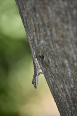 Anolis angusticeps