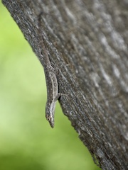 Anolis angusticeps