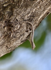 Anolis angusticeps
