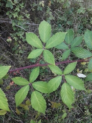 Rubus montanus