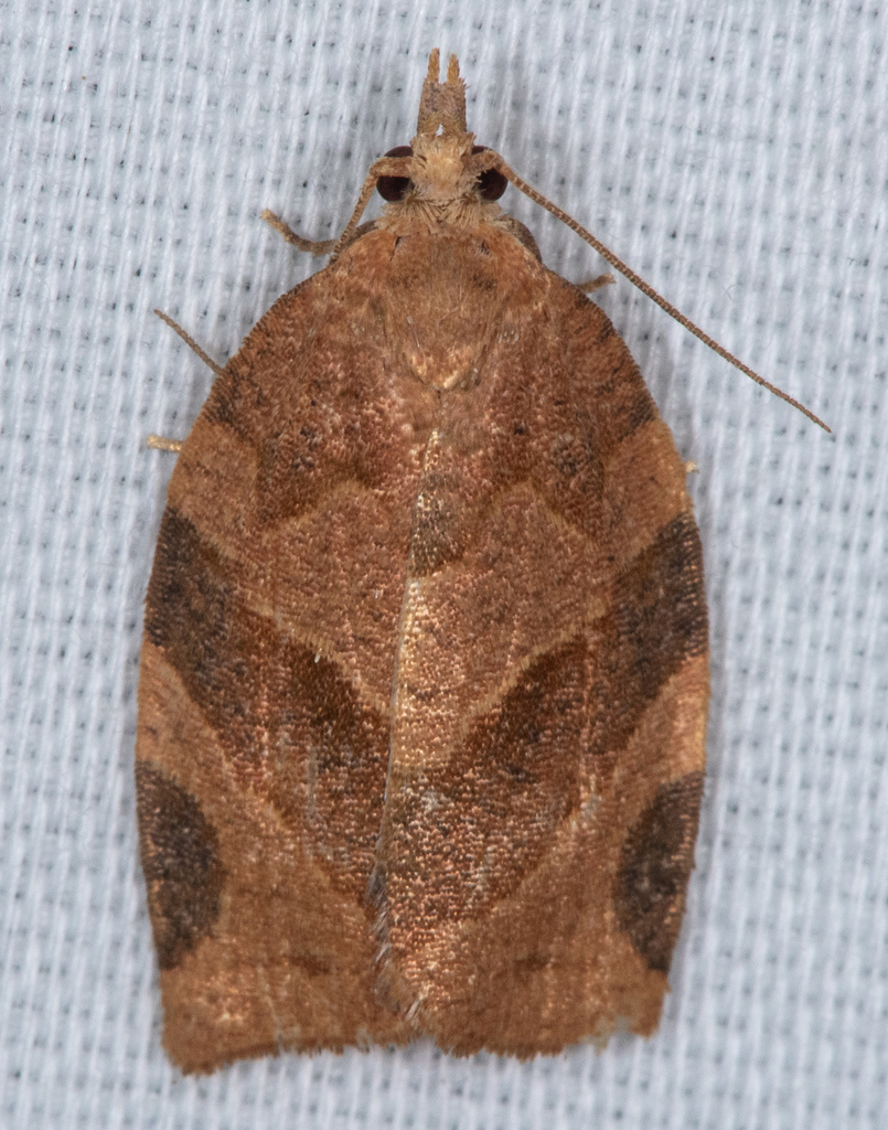 Pandemis Leafroller Moth
