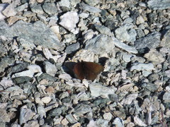 Erebia pluto