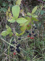 Rubus montanus