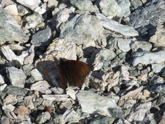 Erebia pluto