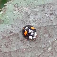 Harmonia axyridis