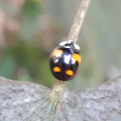 Harmonia axyridis