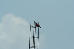 Pyrocephalus rubinus