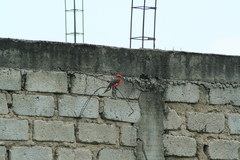 Pyrocephalus rubinus