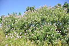 Tephrosia purpurea image