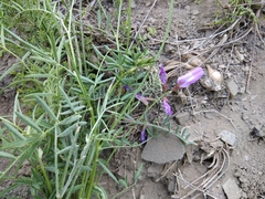 Astragalus subuliformis