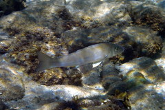 Sillago ciliata