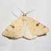 Sulphur Moth - Photo (c) Ken-ichi Ueda, some rights reserved (CC BY), uploaded by Ken-ichi Ueda