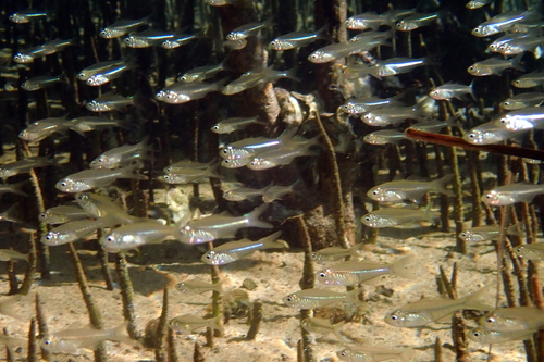 Port Jackson glassfish (Ambassis jacksoniensis) — Ambassidae — 4