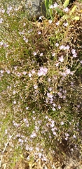 Limonium tenuiculum