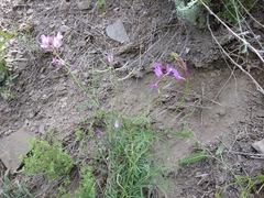 Astragalus subuliformis