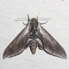 Sphinx perelegans