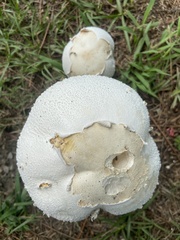 Chlorophyllum molybdites